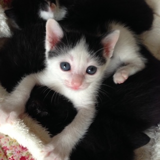 白黒子猫男の子4月生まれ