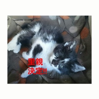 子猫達の里親募集！※追記あり 7/20
