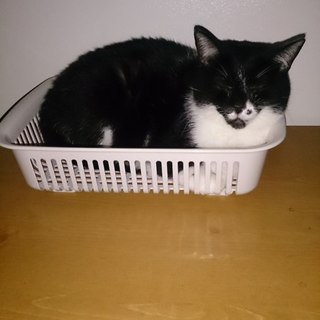 可愛がっていただける方急募集です！