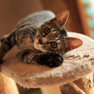 元気で懐こいイケメン陸くん