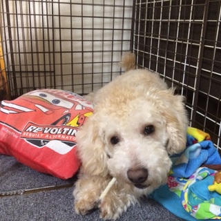手のかからないトイプードルです