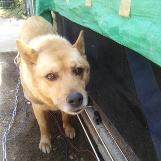 飼い主さん募集