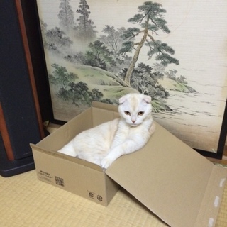 スコティッシュホールドのクリームタビー