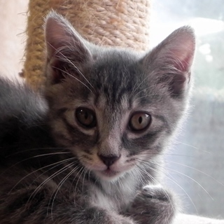 グレー系色のかわいい兄弟　チャッピー