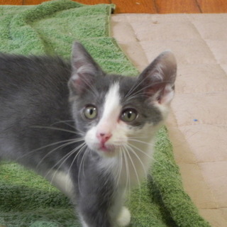 グレー系のかわいい兄弟　モック