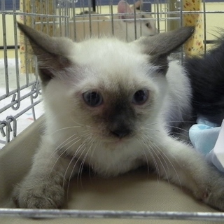 優しいシャムミックス　男の子