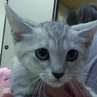 グレーの縞模様　男の子