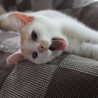 チャシロトビの男の子