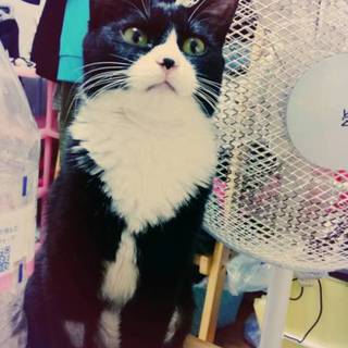 ミッキーちゃんの親になってください！