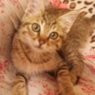 可愛い仔猫ちゃんたち　里親募集しています☆