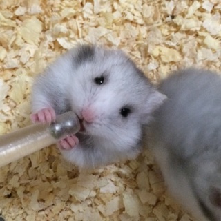 ゴールデンハムスター里親募集！