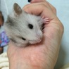 ゴールデンハムスター里親募集！ サムネイル2