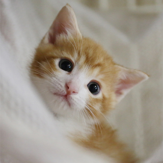 27-4　生後１ヶ月半くらいの茶白ちゃん♂