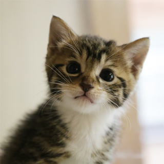 27-5　生後１ヶ月半くらいのキジ白ちゃん♂