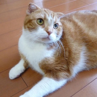 レッドタビーのスコティシュです。