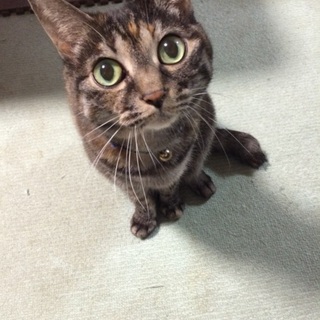 美猫☆サビ猫のミィーの里親さんを募集します。