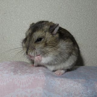 ジャンガリアンノーマル５月６日生まれ♀２　♂１