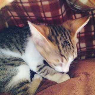 里親さん募集中