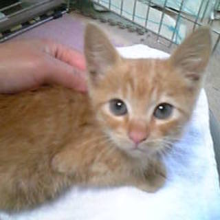 ＊愛知県＊生後３ヶ月の子猫