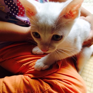 再度里親さん募集中です。