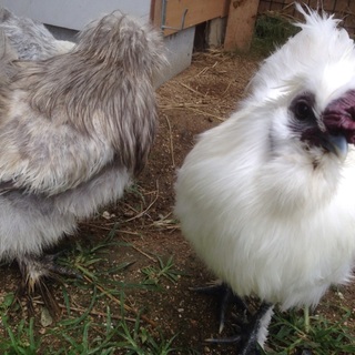 烏骨鶏 オス２匹