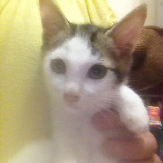 アメショー風 美猫君