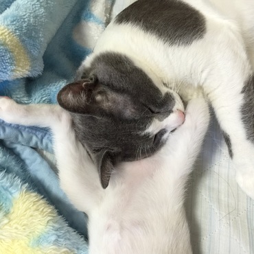 きゃん「らんたその股気持ちええ＾～＾」