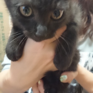 札幌　里親募集中