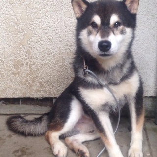 臆病な黒柴くん