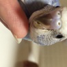 の写真