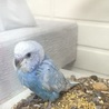 砂は海からとってきた砂です
