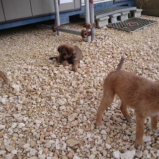 子犬３匹里親募集中