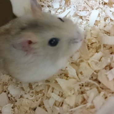 ぼーっ。