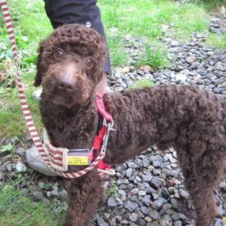 トイプードル　２歳