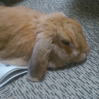 ウサギの里親募集