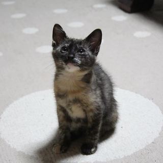 ２ヶ月半の女の子