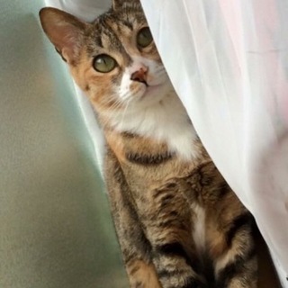 おだやかで人懐こいマギーちゃん。