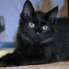 黒猫のモフ君です サムネイル2