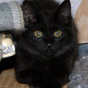 黒猫のモフ君です サムネイル4