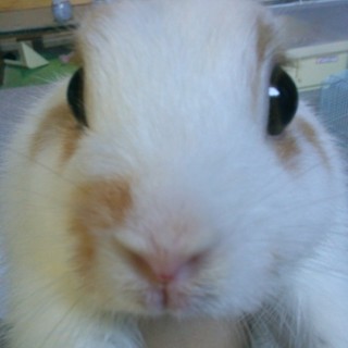 うさぎ　♂　6ヶ月 去勢済み