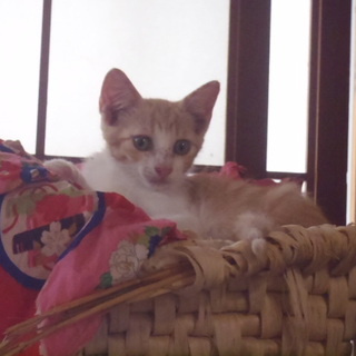 生後三ヶ月。茶トラ。オス。