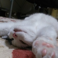 ぽんちゃっちゃ
