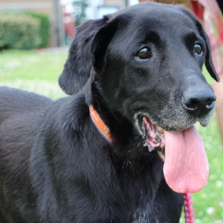 黒ラブ、愛嬌タップリマン！！