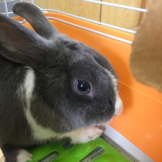 糸満から里親募集！