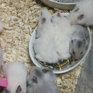 5月25日生まれのゴールデンハムスターの子供です。