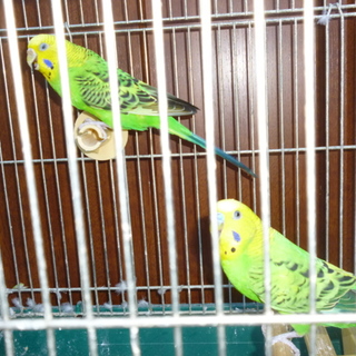 インコペア里親募集！