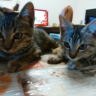 美形の黒トラ兄弟