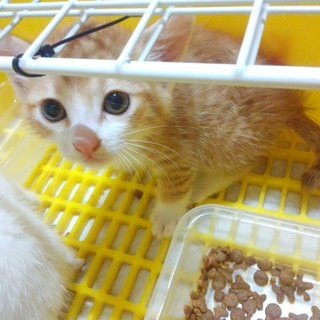 短足で可愛い、マンチカンです。