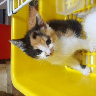 短足で可愛い、マンチカンです。