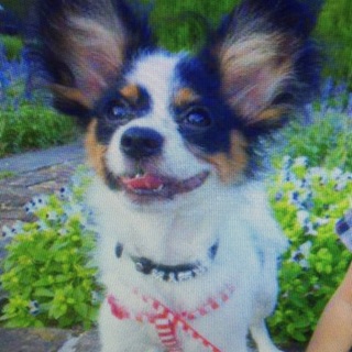 トライ、３歳パピヨン